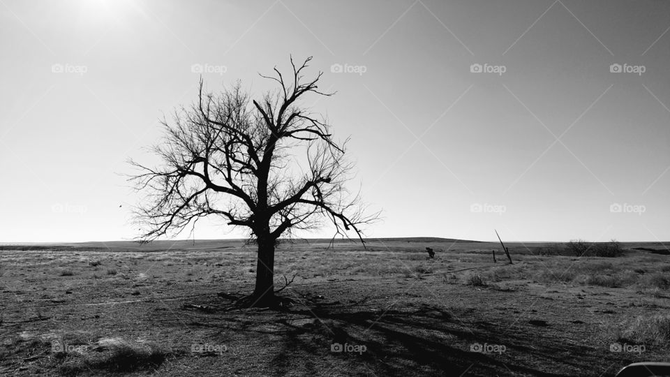 lonely tree