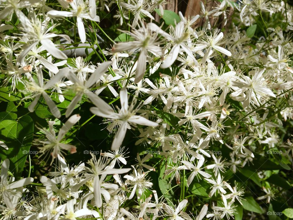 Little white flowers 
