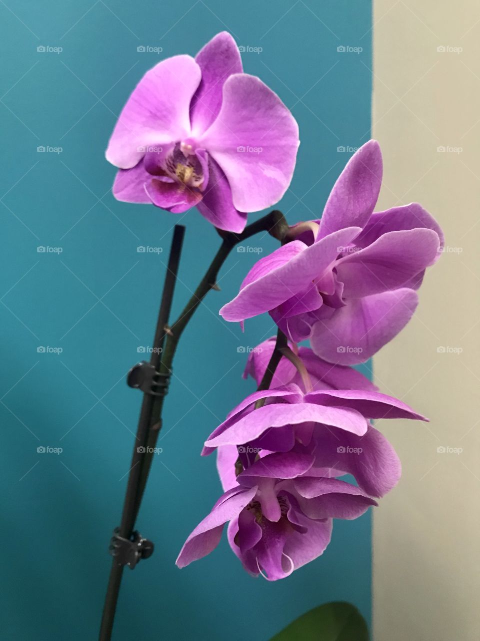 Purple orchid flower in bloom against a teal wall