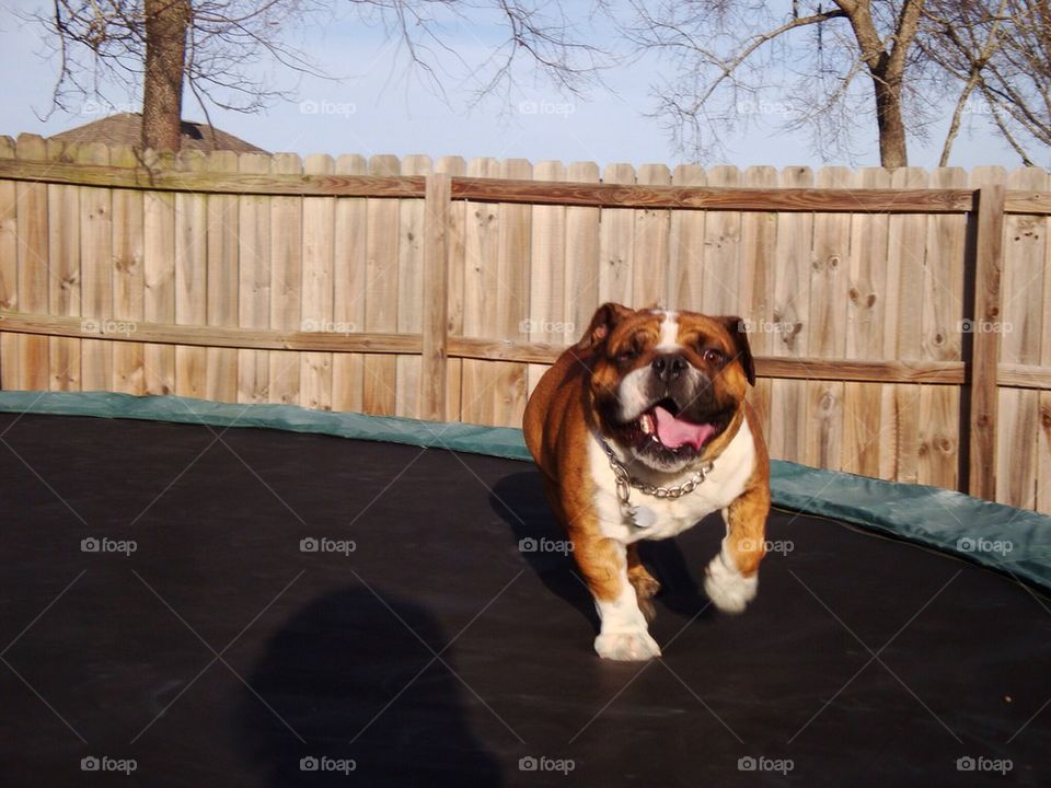 Bulldog on Trampoline 2
