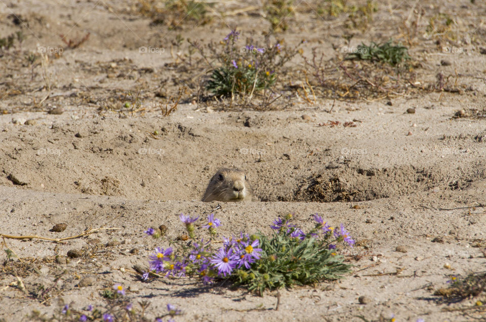 A curious prairie dog looks out of the burrow entrance