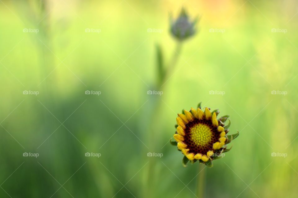 Small yellow flower 
