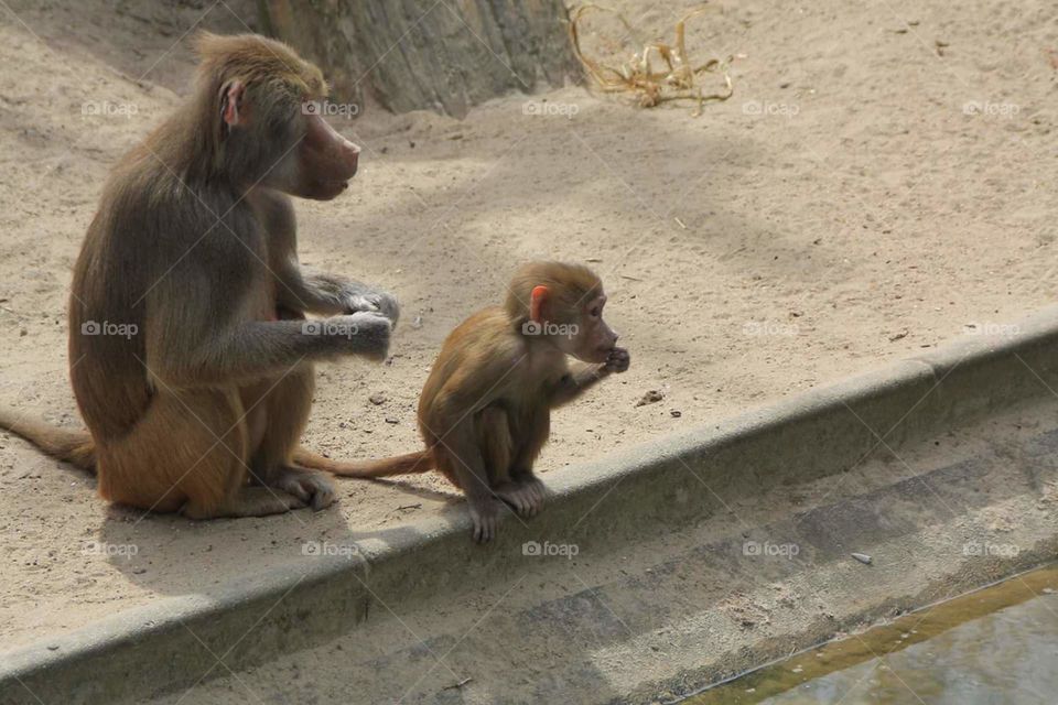 baboons