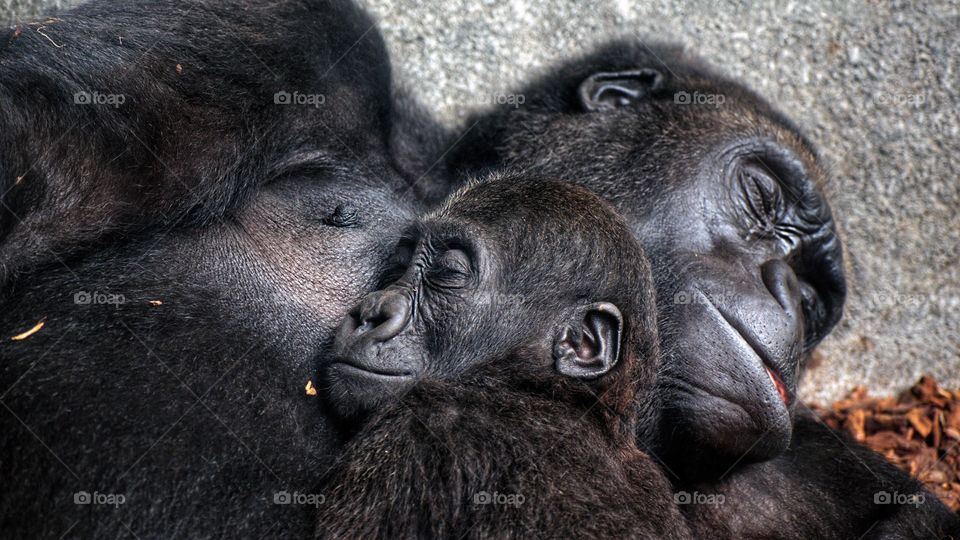 Baby chimpanzee sleeping at his mother's chest