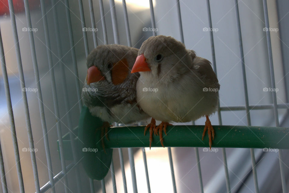 Bird, No Person, One, Portrait, Side View