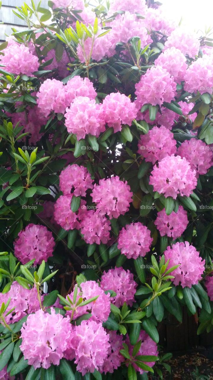 Flower, Garden, Flora, Leaf, Floral