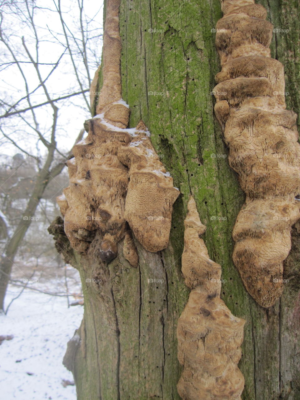 Wood, Tree, No Person, Nature, Trunk