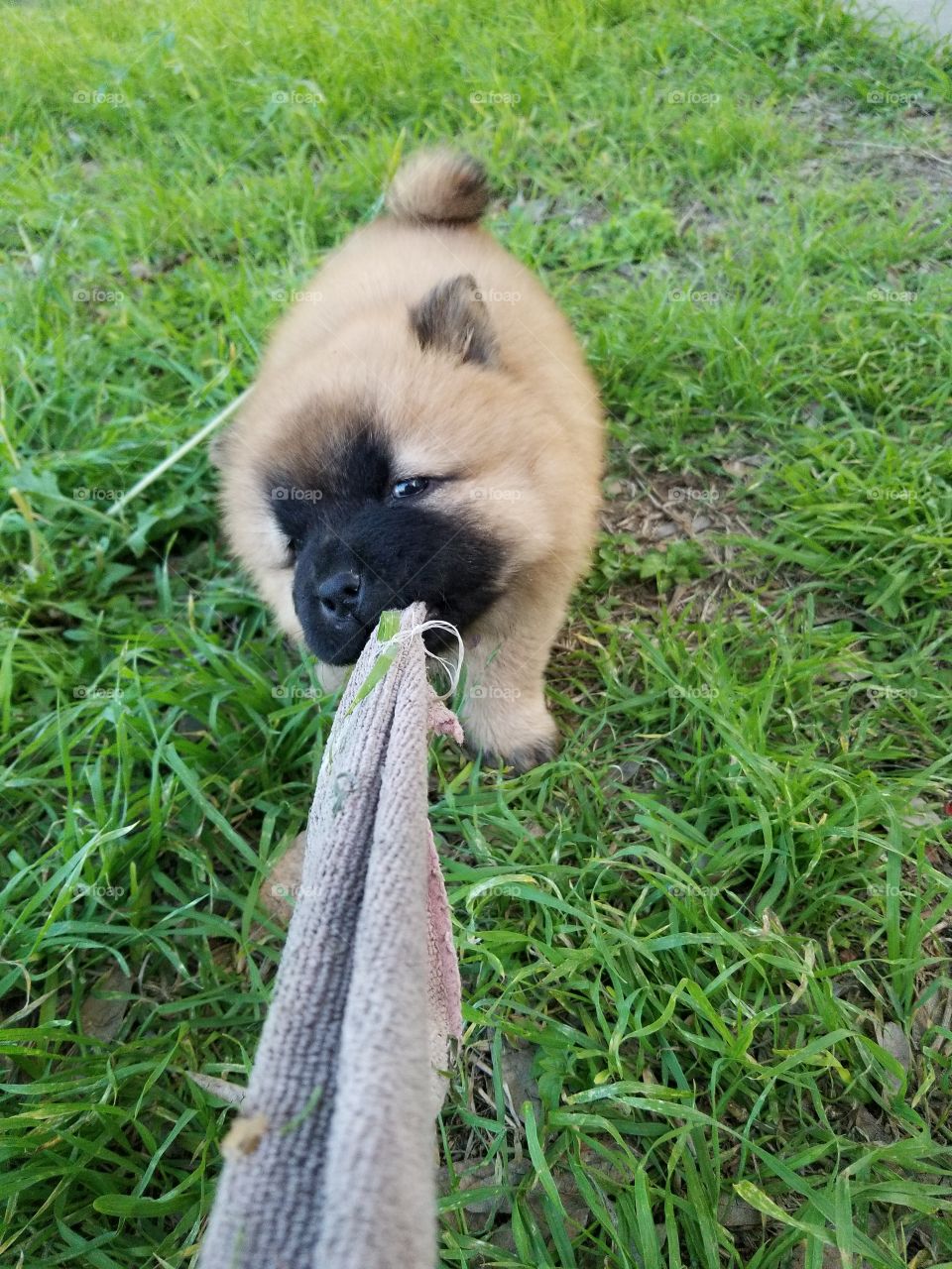 Chow Tug