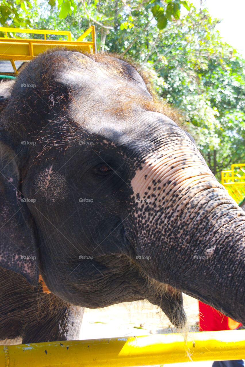 THE ELEPHANT AT NOON NOOK GARDEN PATTAYA THAILAND