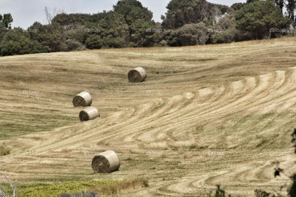 No Person, Nature, Field, Outdoors, Grass