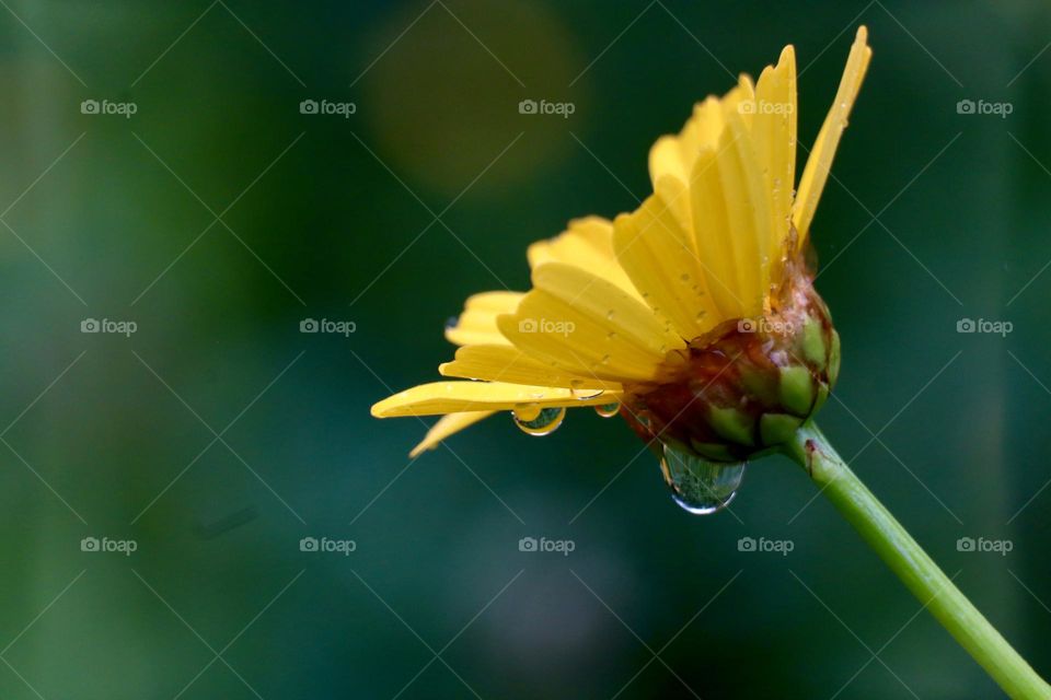 Blooming chrysanthemum with rain drops