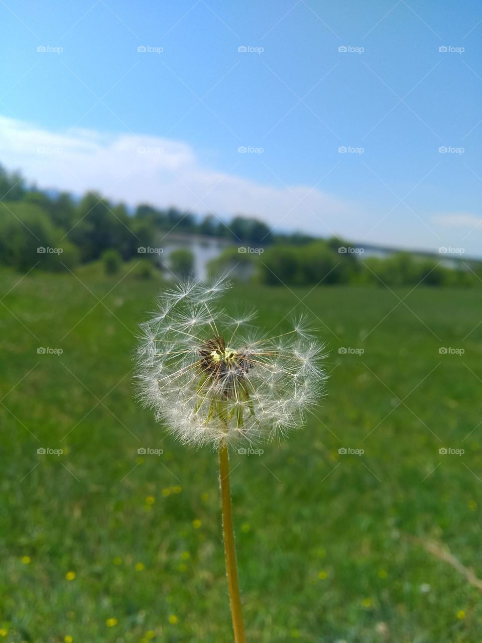 Fluffy dandelion