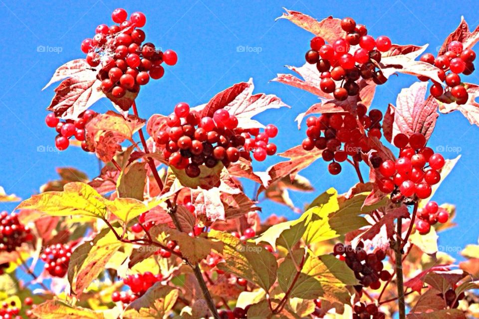 sky leaves autumn fruit by arman