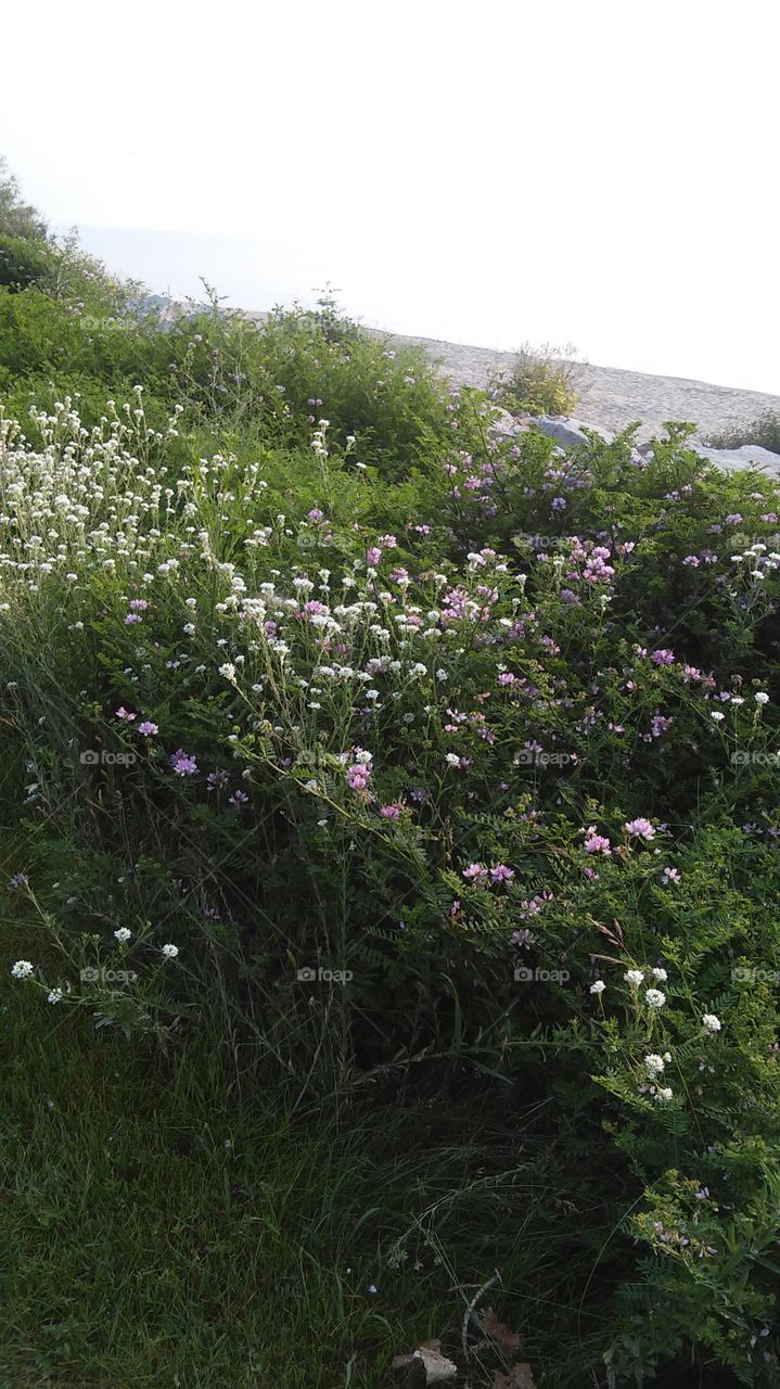 Beach Side Flowers. A family early Sunday morning ride took us here next to the lighthouse. Lake Michigan Racine, Wisconsin.