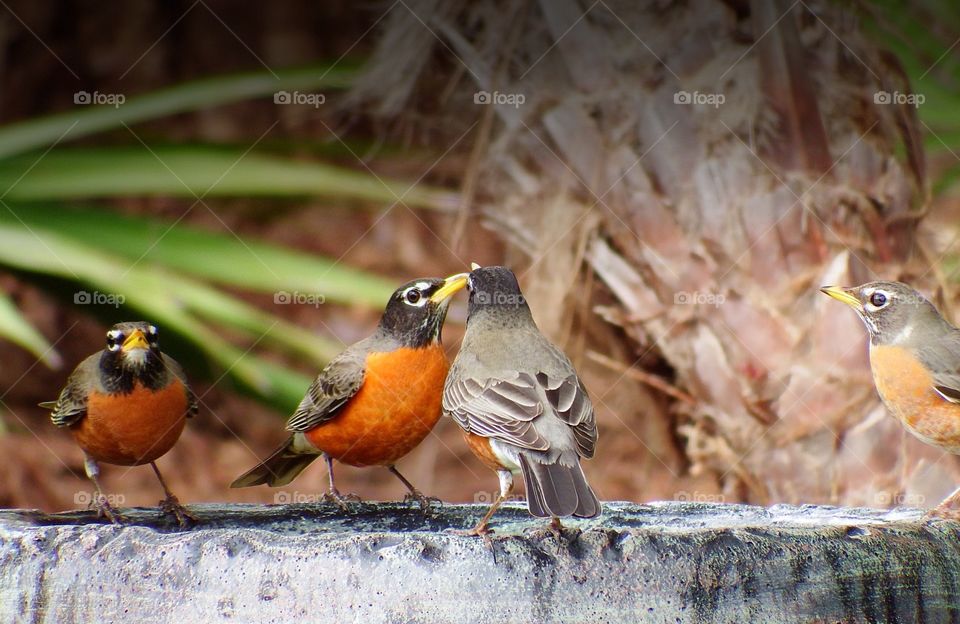 A group of colorful Robins enjoying a refreshing drink in the Springtime.