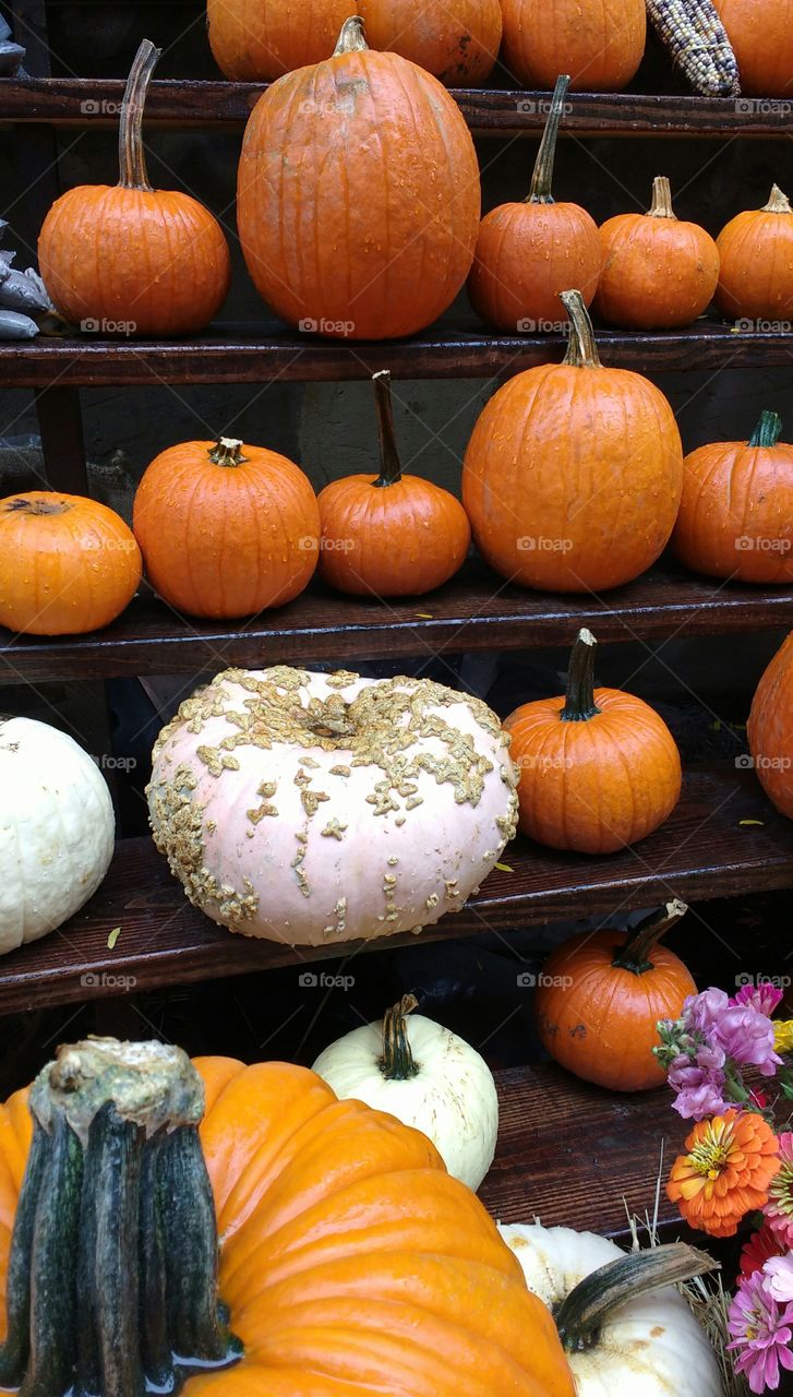 Pumpkins at Outdoor Market