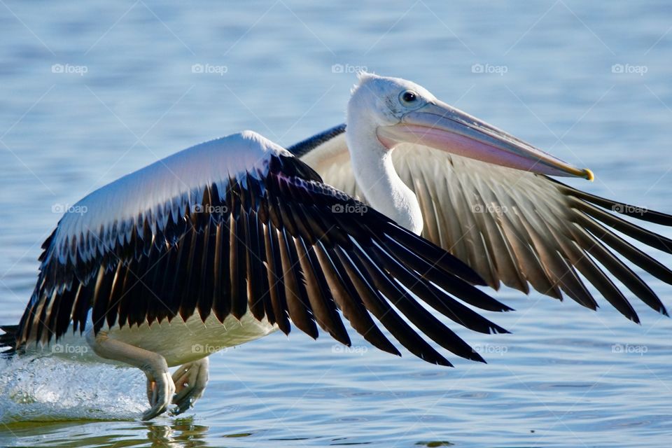 Flying Pelican