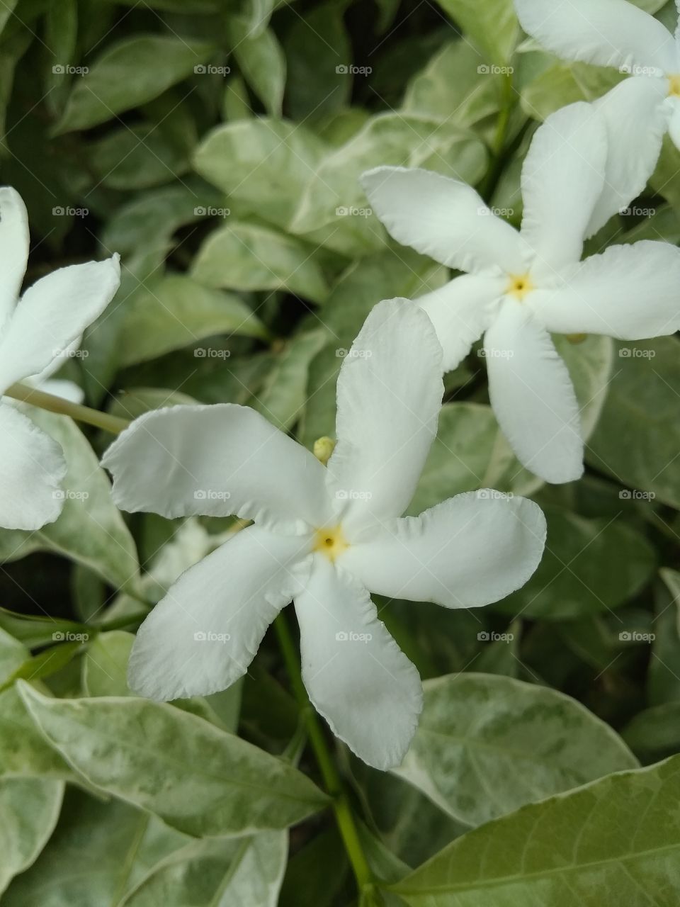 white flower in garden