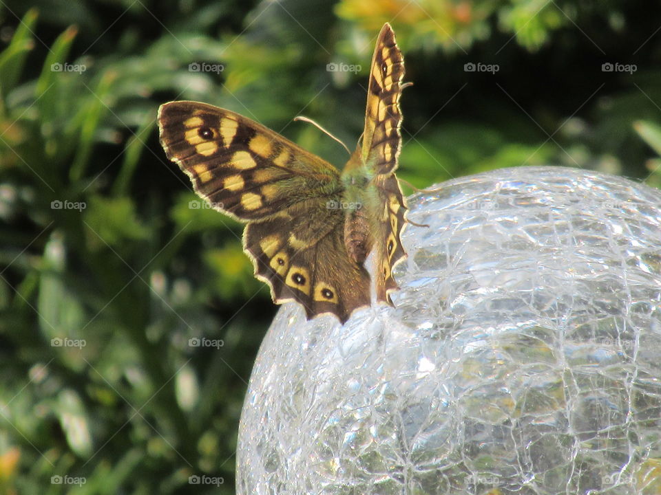 Speckled wood butterfly on a crackle ball solar garden light