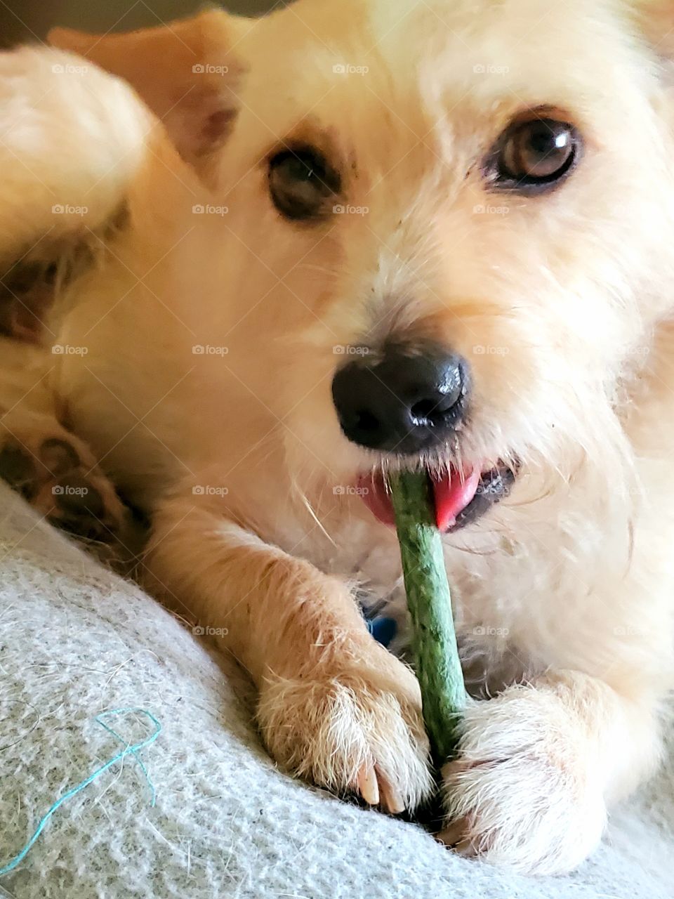 Dog chewing his dental stick