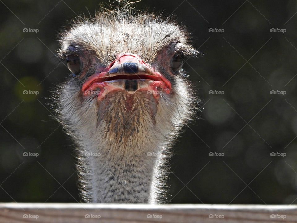 Angry Ostrich - Pecking and trying to bite - Anger is an emotion characterized by antagonism toward someone or something you feel has deliberately done you wrong