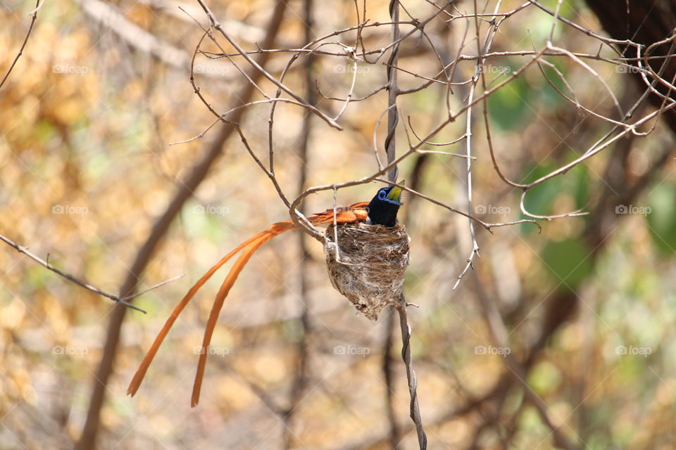 Indian Paradise Flycatcher
