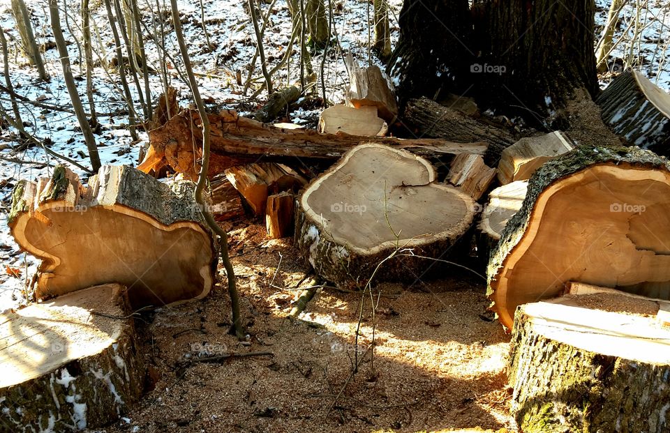 sawed  tree slices  in forest at winter