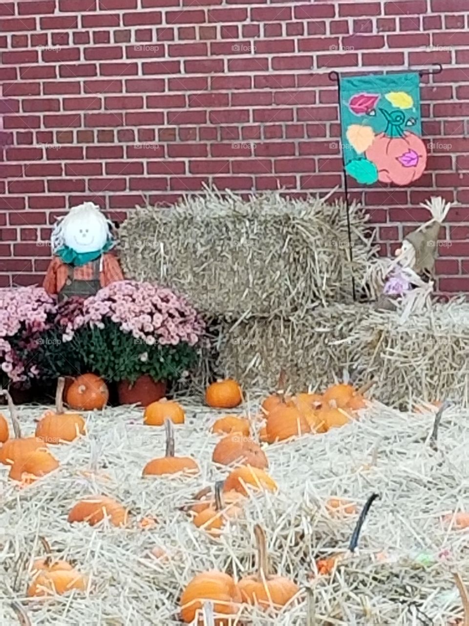 Pumpkin picking for my Preschool in Bayville School N J
