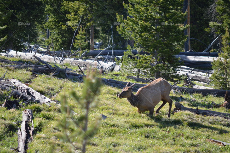 Yellowstone national park
