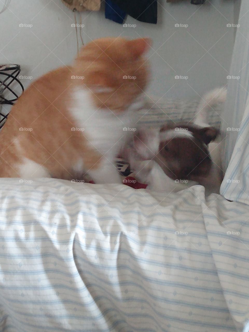 Do you want some of me? I'll knock you into next week boy! the wrestling duo.