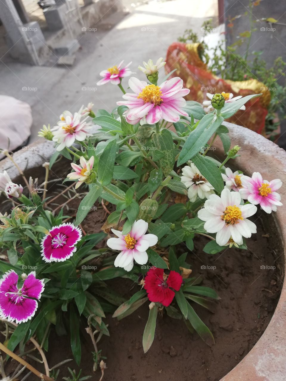 different colors of flowers in small pot  and only one little tree really good morning looking flowers