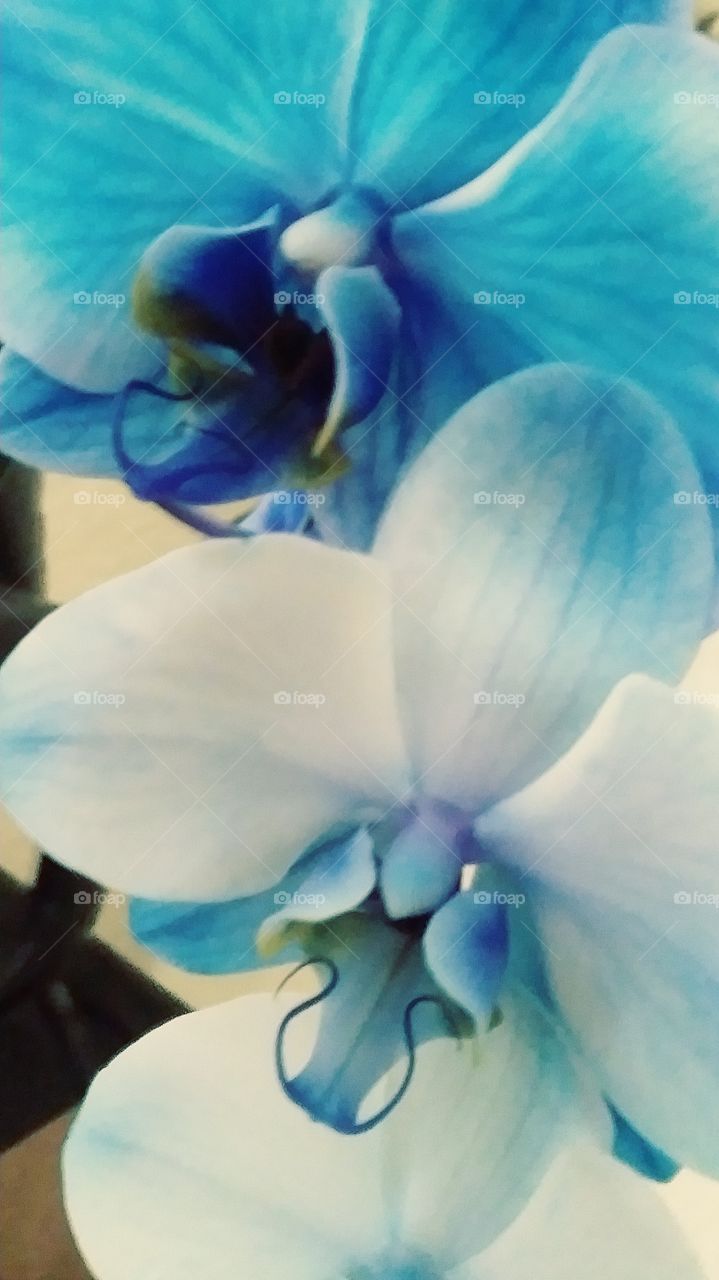 blue orchid