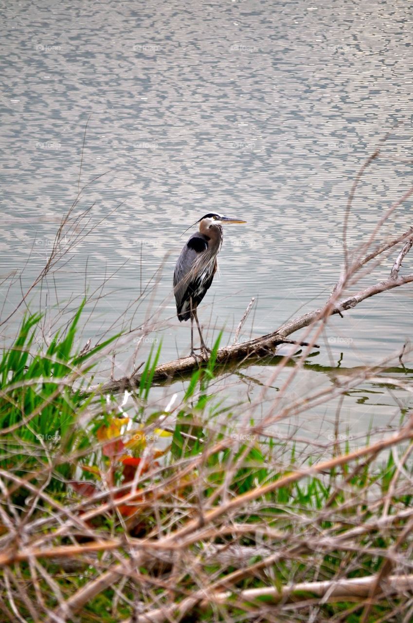 Herron bird