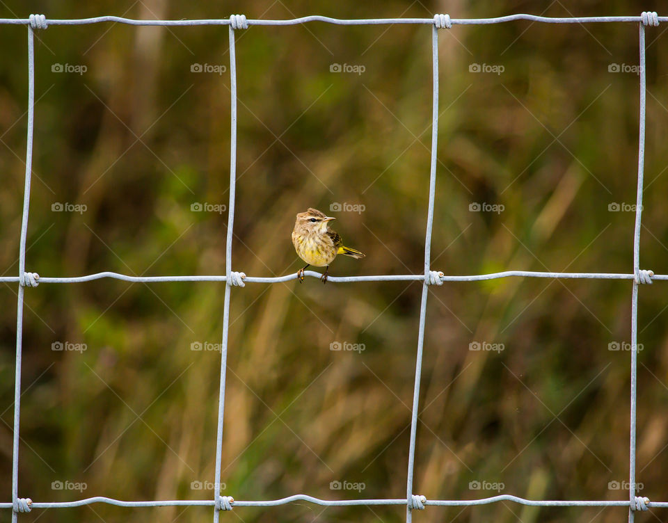 Little Bird on a Fence