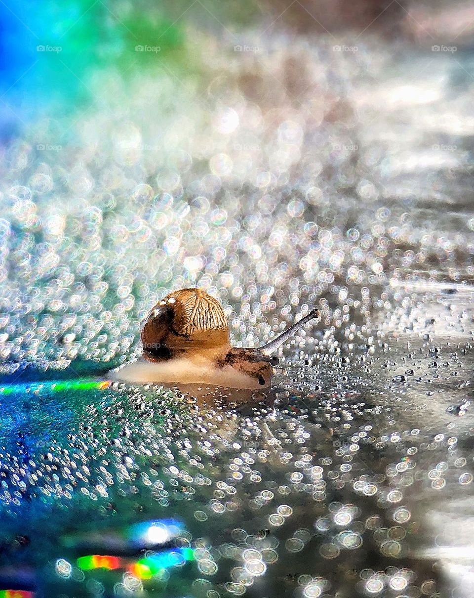 A small snail leaving a rainbow trail behind it around drops of water