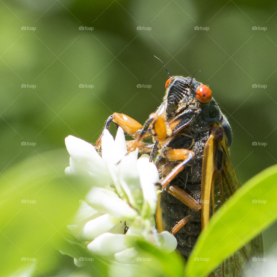 Seventeen Year Cicada on a white flower 