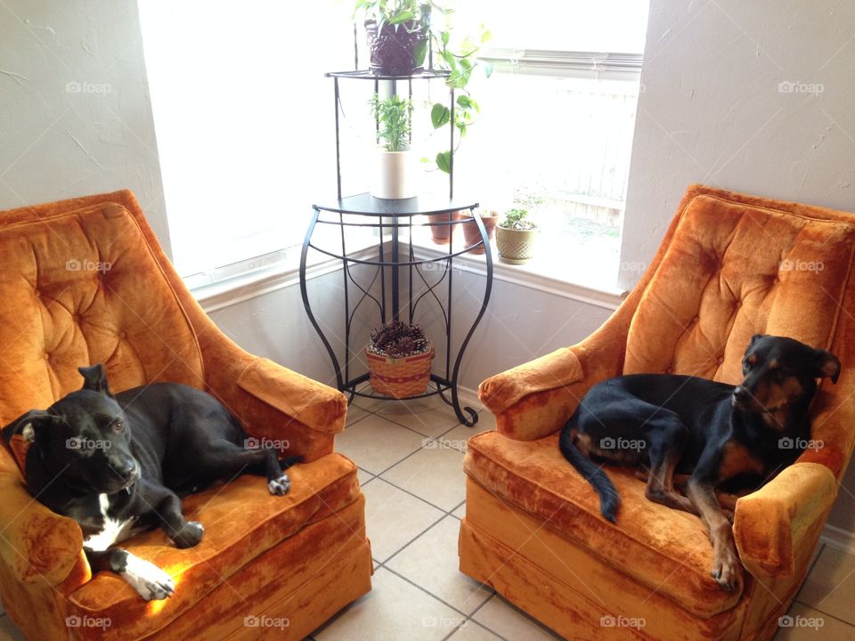Two dogs resting on chair