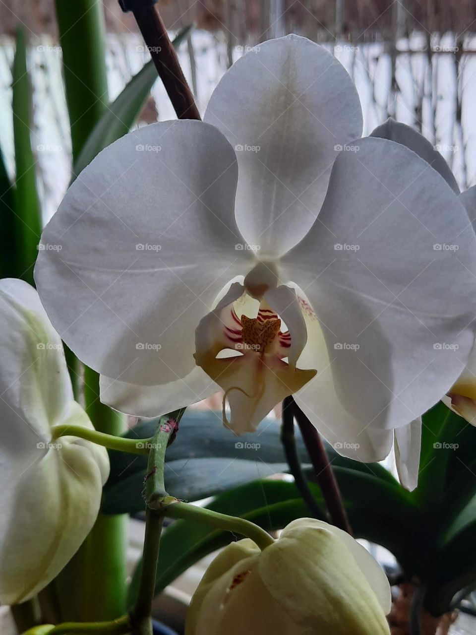 white orchid flower