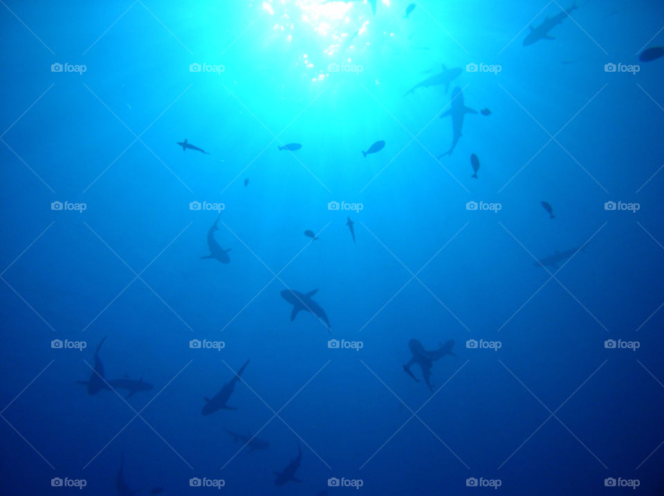 ocean australia diving shark by FrankTheDog