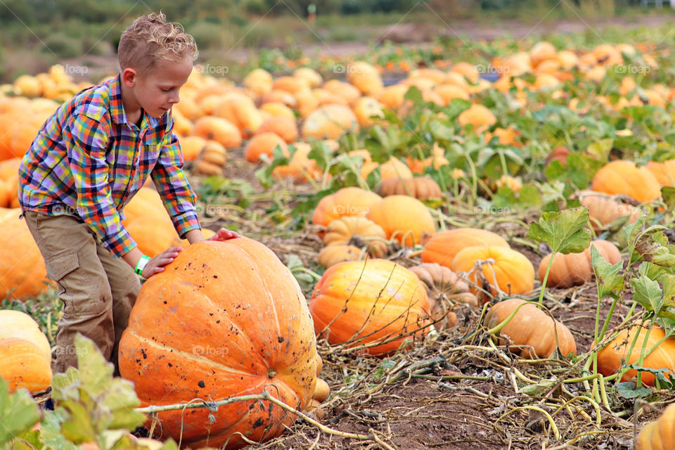 Pumpkin Picking