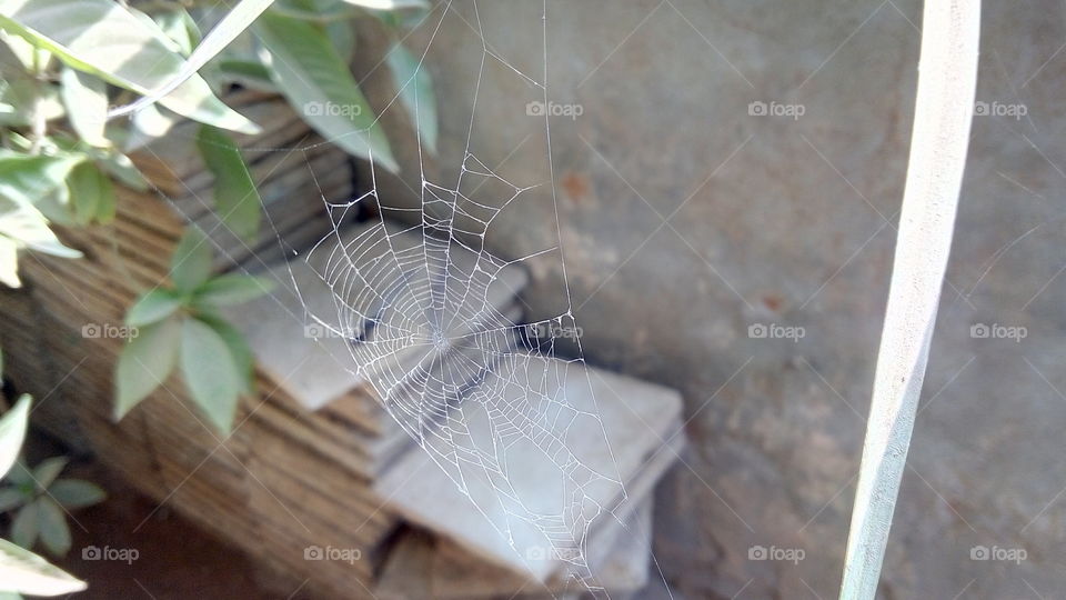 spider's small web