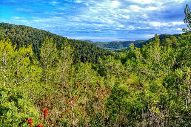 Ibiza woods