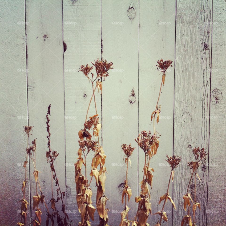 Dead flowers against a fence