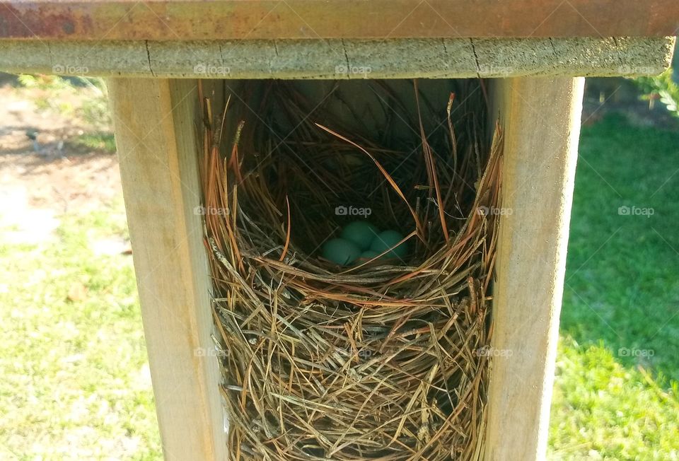 a clutch of blue bird eggs in their nest