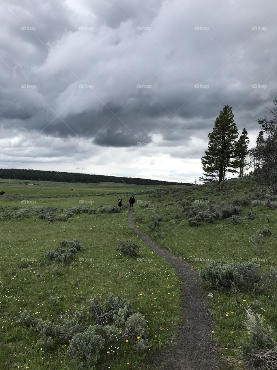 Yellowstone panorama 