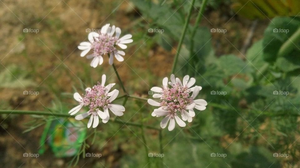 Flower of coriander grown in the garden.Coriander is often used as a spice.