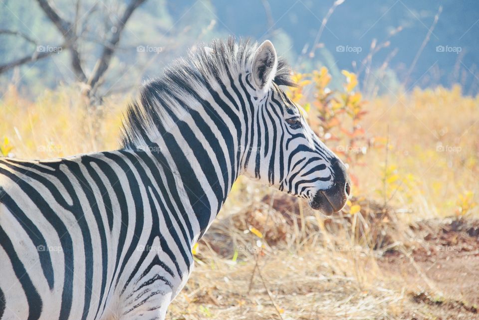 Zebra
