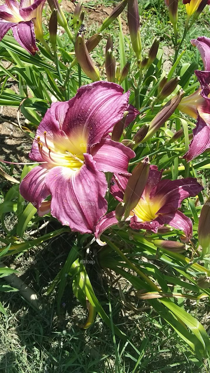 Oklahoma Iris Garden