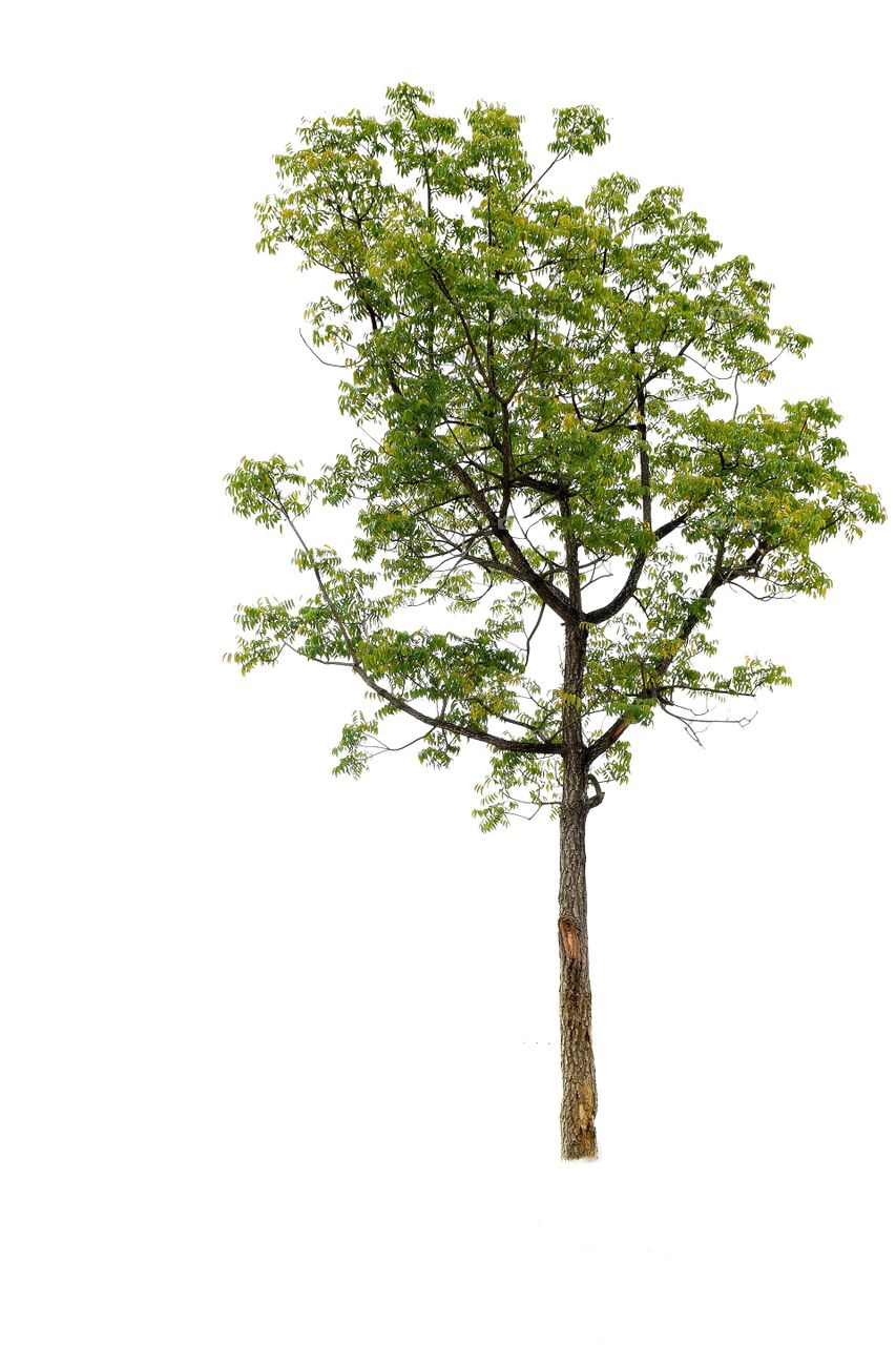 Tree​ on​ white​ background​