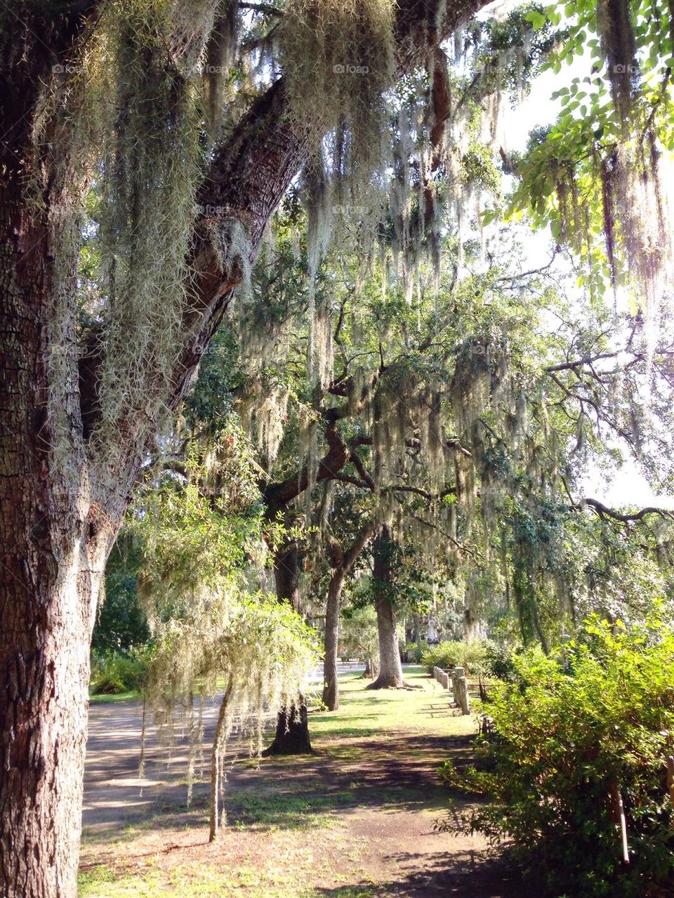 tree moss savannah cemetery by cable